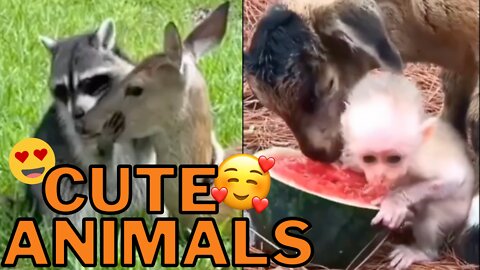 Cute Animals Compilation Vol. 2 - Adorable Animals That Will Brighten Your Day