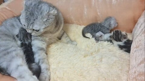 Dad cat meets is new born kitten and kisses mom cat