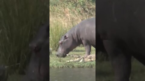 Rare Footage of Hippo and Crocodile in Close Proximity!🤔#shorts #safari #travel #travelling