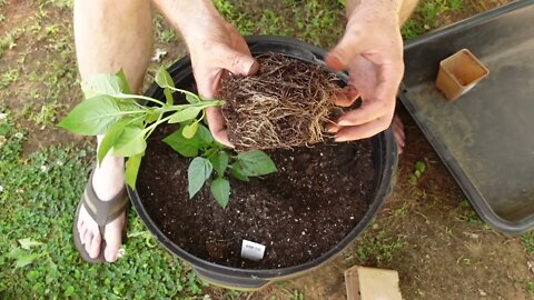 Planting in a container and grow bags