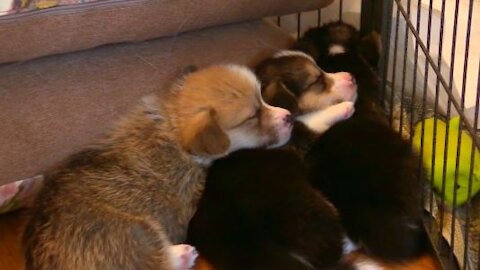 Sleeping beauty of three puppy dogs.