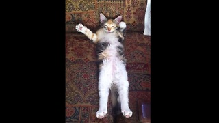 Kitten Does Funny Motions During Nap