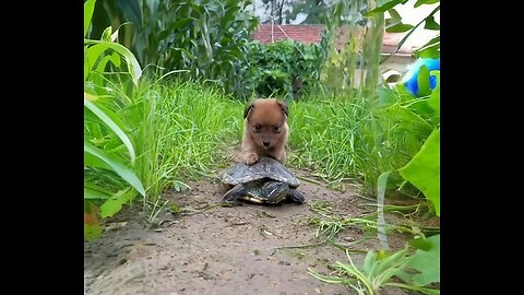 Little Dog Playful Encounter with a Curious Turtle😊😁