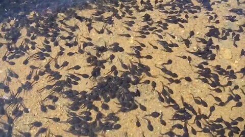 Tadpole pollywogs on the shore of a beautiful lake