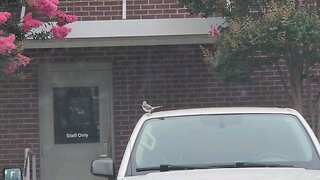 Mocking Bird on a hot car roof