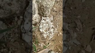 Seashells embedded in rock
