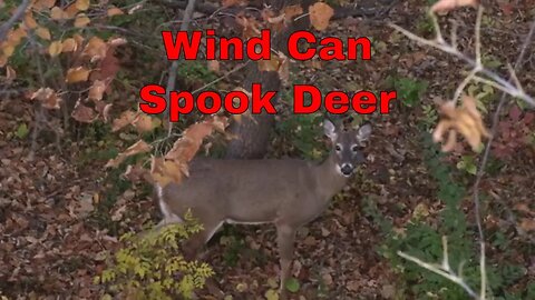 Wind Can Spook Deer