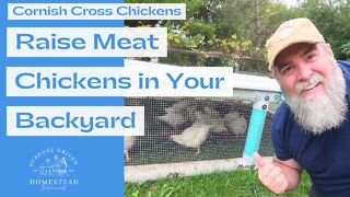 Do You WANT to raise meat chickens in your BACKYARD?