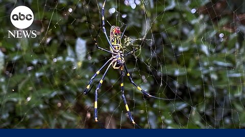 Joro spider potentially making its way to Northeast