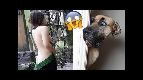 Best Funny Animal Videos 2022 Funniest Cats And Dogs Video