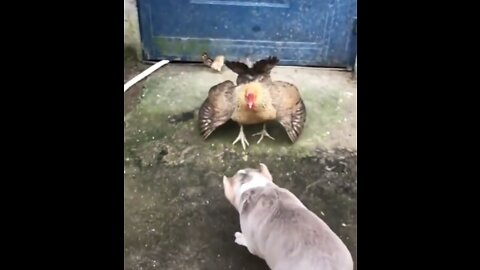 Dog and Chicken Fight - So Funny Video