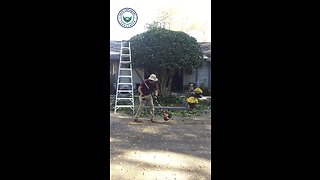 Shrub trimming on a 10’ ladder