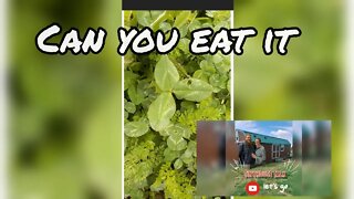 Food From your YARD !!! Benfits of clover