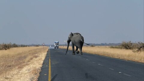 The bus almost ran over him (elephant) hahahh !!