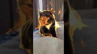 cat on fire