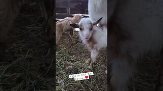Baby Goats ♥️ #goats #farm