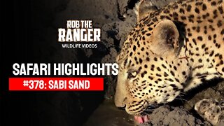 Safari Highlights #378: 07 - 11 November 2015 | Sabi Sand Nature Reserve | Latest Wildlife Sightings