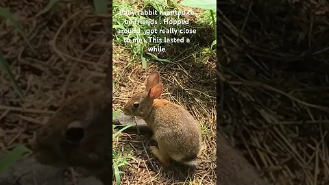 Adorable Baby Rabbit Attempting to be BFFs with Me