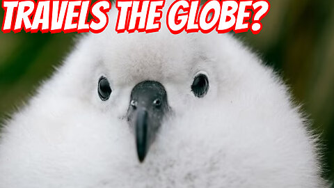 How Fast IS The Grey-headed albatross?