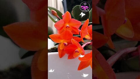 🤩PSYCHEDELIC🤪🥊 Miniature Cattleya cernua | An AMAZING Bloom Spectacle #ninjaorchids #shorts
