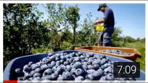 Cultivation And Harvesting Blue Berries -Blue Berries Juice Production