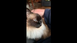 Lazy ragdoll Luna