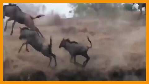 WILD ANIMALS HUNTING - lion hunting