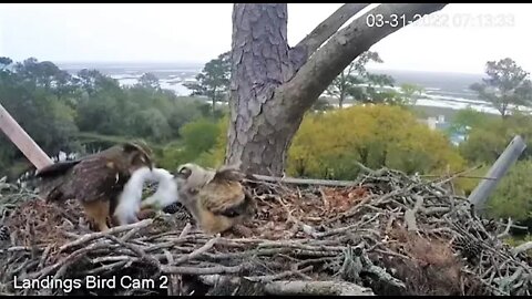 Breakfast With Mom and Her Owlet 🦉 3/31/22 07:13