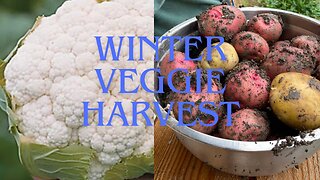 Growing monster sized cauliflower; Harvesting potatoes in January