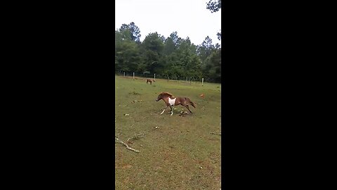 Happy Mini Horse