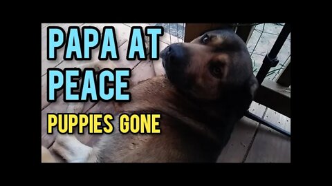 Papa at Peace | Puppies Gone - Ann's Tiny Life and Homestead