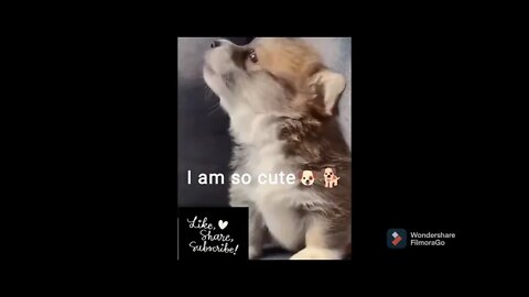 Cute little corgi,.... come fall in love❤️❤️😘😘😘|| #shorts #corgi #dog #cute #howl