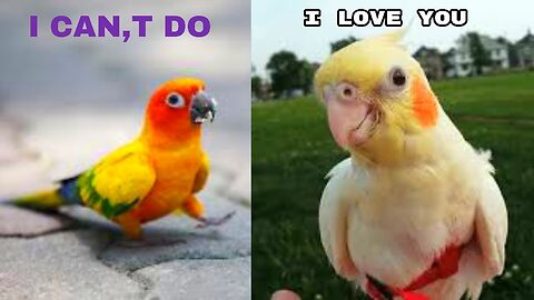 Parrot Said "I LOVE YOU" Another Parrot Said "I CANT DO"