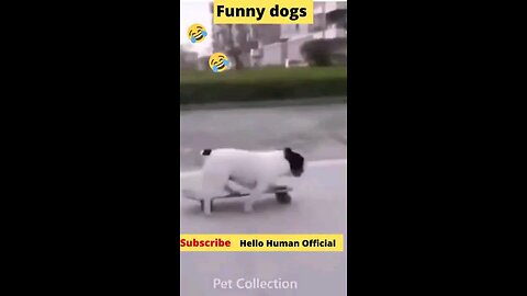 Funny animals 😋😎😎funny moments 😃😋☺