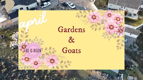 Gardens and Goats: Did my plants survive the freeze