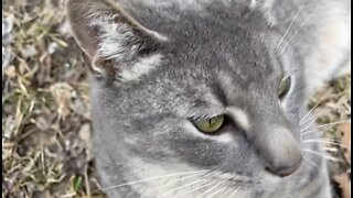 Petting a Loveable Gray Cat