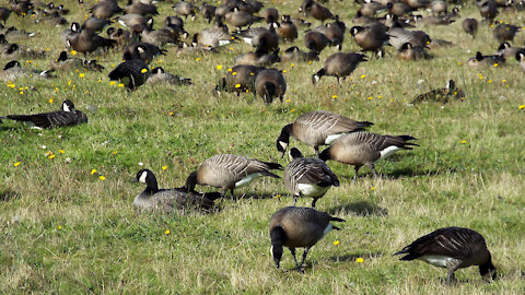 Canada Geese