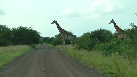 SOUTH AFRICA giraffes, Kruger national park (hd-video)-10