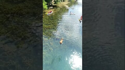 Epic bridge jumping dog !