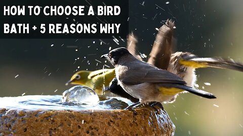 How to Choose a Bird Bath + 5 Reasons Why a Birdbath Makes an Excellent Addition to Your Back Yard