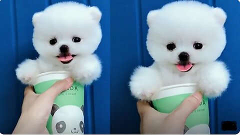 Tik Tok Puppies 🐶 Cute and Funny Dog Videos Compilation 2024
