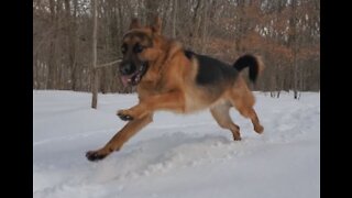 German Shepherd dog runs wildly in the snow trail