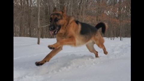 German Shepherd dog runs wildly in the snow trail