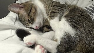 Cat Moves His Tail in His Sleep