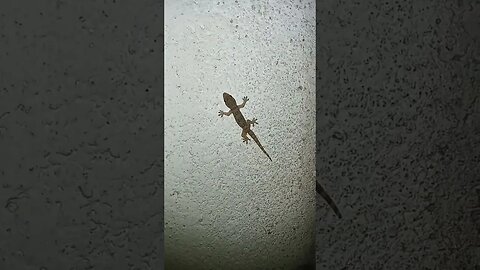 Gecko in the night 😀