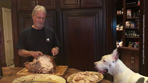 Funny Talking Turkey Carving with Great Danes and Cat