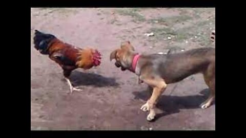 Chicken VS Dog Fight - Funny videos of dog fights | VERY VERY GOOD