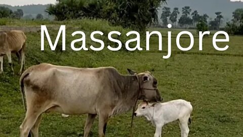 Massanjore Cow mother & son