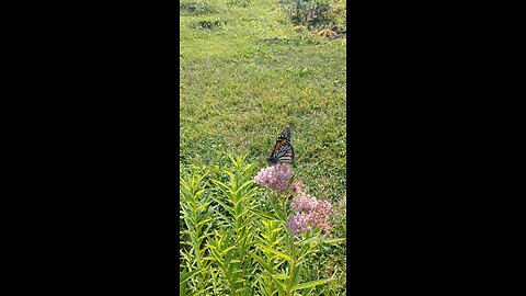 Butterfly on Swamp Milkweed in n SW Ohio