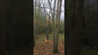 doggos determination to get the squirrels #dog #doggo #woods #outdoordog